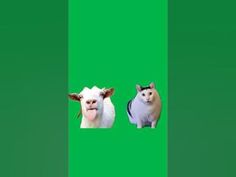 two sheep standing next to each other in front of a green screen with the same image on it