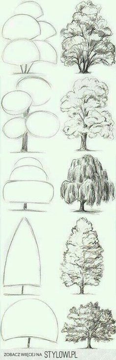 the different types of trees and their shapes are shown in this drawing lesson for kids