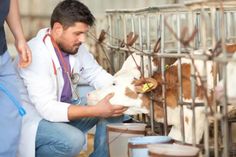 a man is milking a cow in a cage