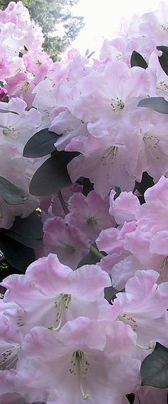 pink flowers are blooming in the garden