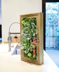 an arrangement of succulents in a wooden frame on a kitchen countertop