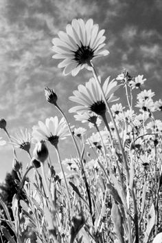 black and white photograph of wildflowers with clouds in the background