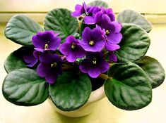 a potted plant with purple flowers and green leaves on the top, in front of a window