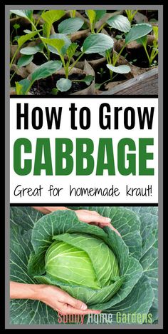 how to grow cabbage great for homemade kraut