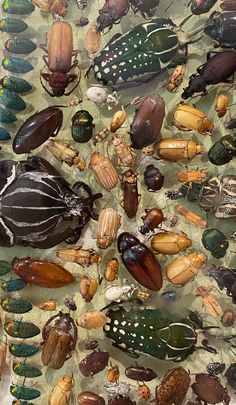 many different types of bugs on display in a museum