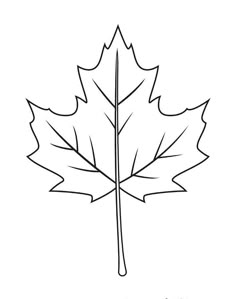 the outline of a maple leaf