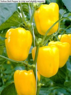 yellow bell peppers Jalapeno Chili, Types Of Peppers, Hot Pepper Seeds, Capsicum Annuum, Sweet Pepper, Organic Vegetable Garden, Hot Peppers, Pepper Seeds, Organic Seeds