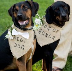 two dogs wearing vests with words on them