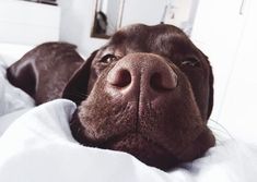 a close up of a dog laying on a bed with white sheets in the background