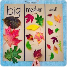 Leaf Math Activities Kindergarten, Size Sorting, Homeschool Preschool Activities, Toddler Arts And Crafts