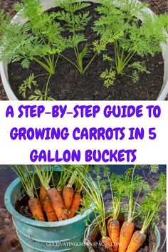 carrots growing in a pot with the title, a step - by - step guide to growing carrots in 5 gallon buckets