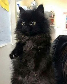 a fluffy black cat sitting on top of a desk next to a person's hand