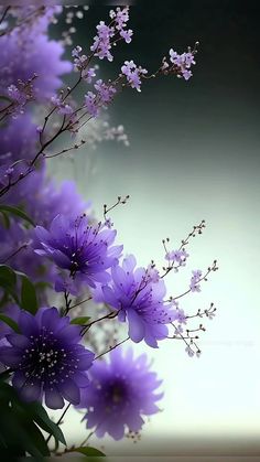 some purple flowers are in front of a gray background