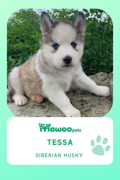 a puppy with blue eyes sitting on top of a rock