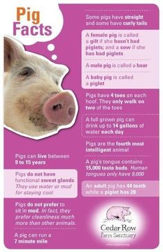 the pig fact card has an image of a pig's face