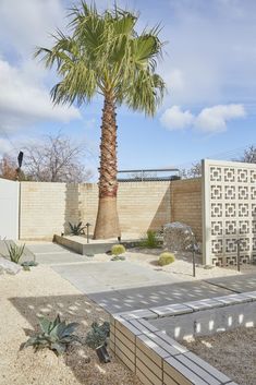 a palm tree is in the middle of a desert garden with rocks and gravel around it