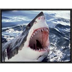 a great white shark with it's mouth open