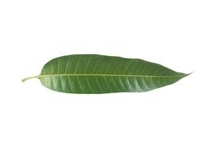 a green leaf on a white background with clippings to the left and right side