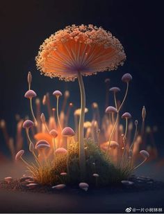 an image of mushrooms growing out of the ground