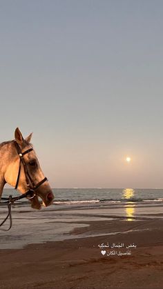 a man riding on the back of a white horse down a beach next to the ocean