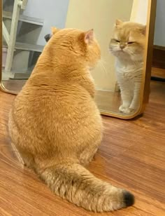 an orange cat sitting in front of a mirror looking at it's own reflection