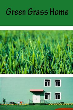 green grass is shown in two different pictures