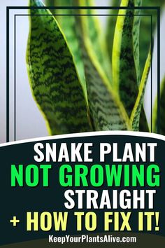 snake plant with text overlay that reads, snake plant not growing straight and how to fix it