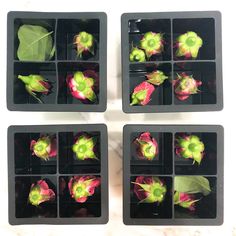 four plastic trays filled with flowers on top of a marble countertop next to each other