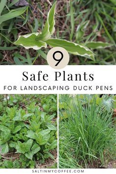 some plants that are in the grass with text overlay saying safe plants for landscaping duck pens