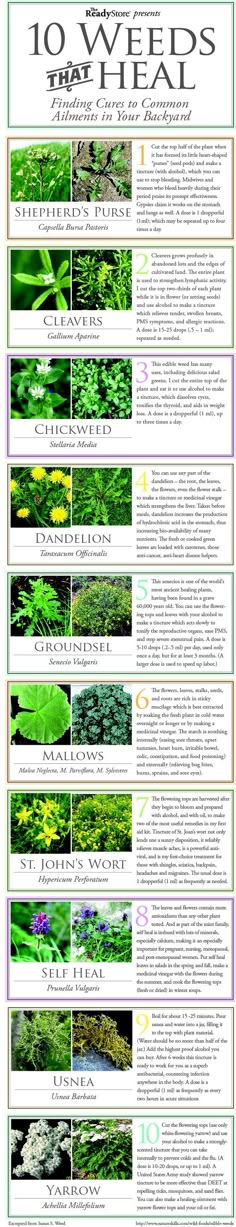 Who knew weeds were good for something? | Check out these 10 weeds and their healing properties #SurvivalLife www.SurvivalLife.com نباتات منزلية, Healing Plants, Survival Life, Edible Plants, Healing Herbs, Camping Survival, Medicinal Herbs, Medicinal Plants, Survival Tips