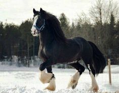 a black horse galloping in the snow