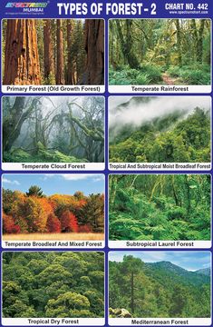 an image of different types of forest