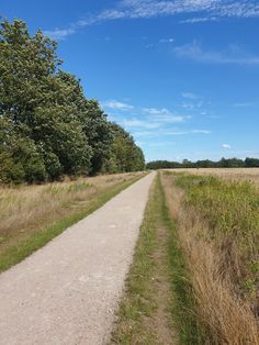 a dirt path in the middle of a field with tall grass and trees on either side