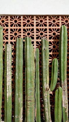 a close up of some cactus plants near a wall with lattice design in the background