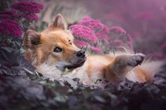 a dog laying in the grass with purple flowers around him and looking up at something