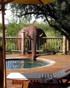 an elephant standing next to a pool in the middle of a wooden decked area