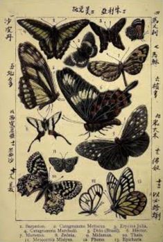 an old book with many different butterflies in chinese writing on the page, and two pictures of