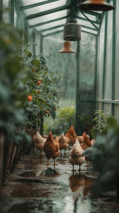 several chickens are walking in the rain inside a greenhouse with oranges on the trees