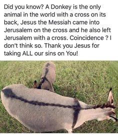 Thank you Jesus Christian Jokes, The Messiah, A Donkey, Palm Sunday, Thank You Jesus, Bible Facts, Christian Motivation, Jesus Is Life, Holy Week