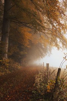 a foggy path in the woods with autumn leaves on the ground and trees around it