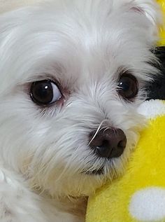 a small white dog laying on top of a yellow and black stuffed animal toy with it's eyes wide open