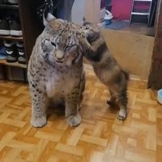 two cats playing with each other on the floor