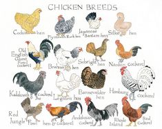 an image of chickens that are labeled in different languages