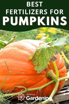 a pumpkin with the words best fertilizers for pumpkins on it in front of