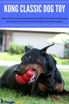 a black and brown dog laying in the grass with a red ball in its mouth