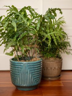 two potted plants sitting on top of a wooden floor