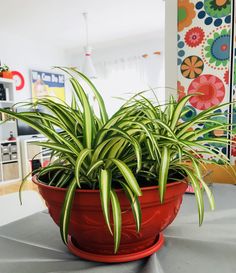 a potted plant sitting on top of a table