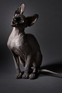 a hairless cat sitting on top of a black floor next to a white wall