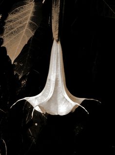 a white flower hanging from the side of a leaf