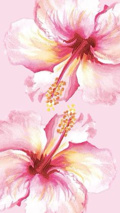 two pink and white flowers with yellow stamens on a light pink background,